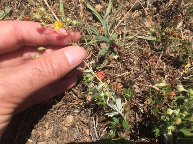 Bakke-Potentil (Potentilla sordida)