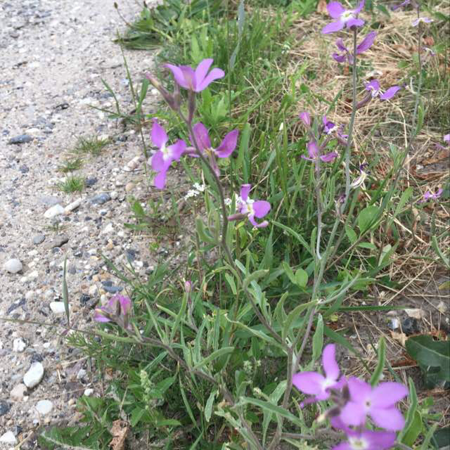 Strandlevkøj (Malcolmia maritima)