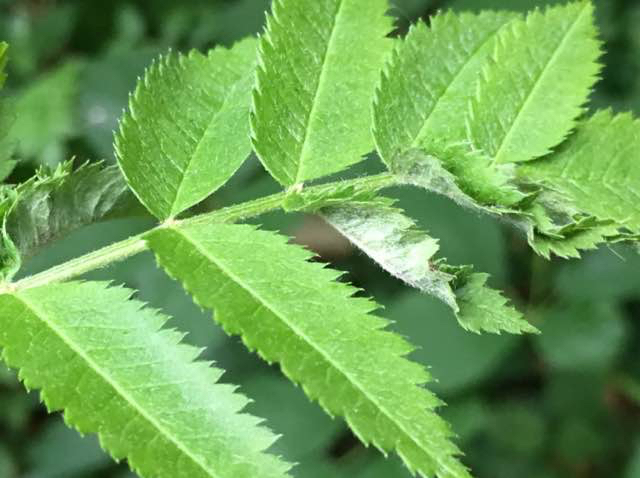 Contarinia sorbi (Contarinia sorbi)