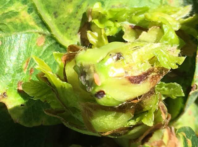 Arnoldiola gemmae (Arnoldiola gemmae)