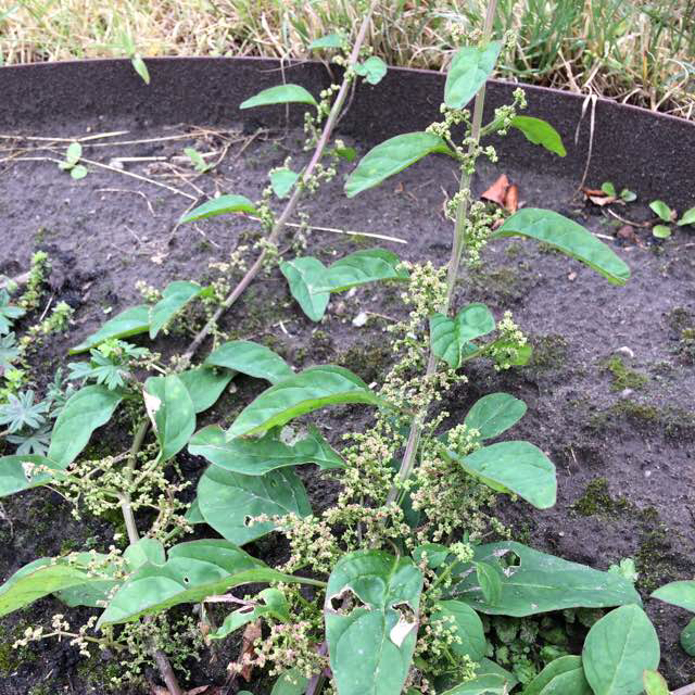Mangefrøet Gåsefod (Chenopodium polyspermum)