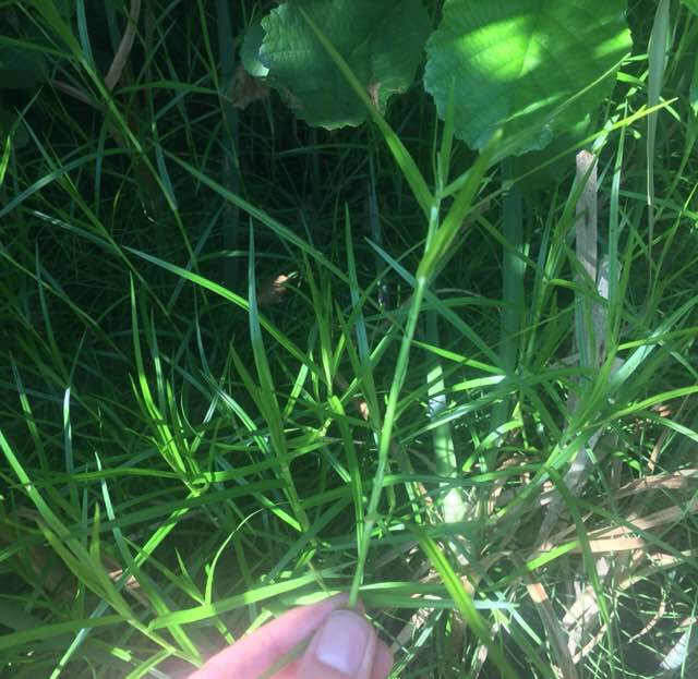 Vifteaks (Dulichium arundinaceum)