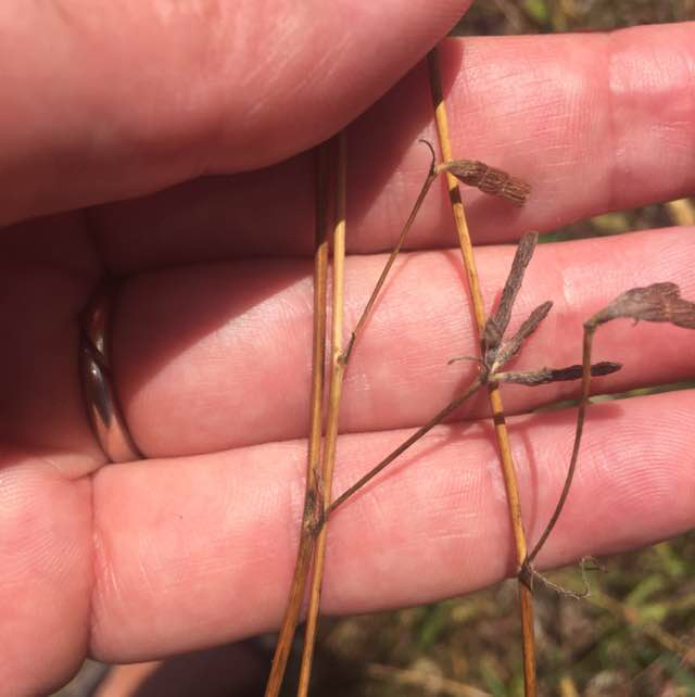 Flad Fugleklo (Ornithopus compressus)