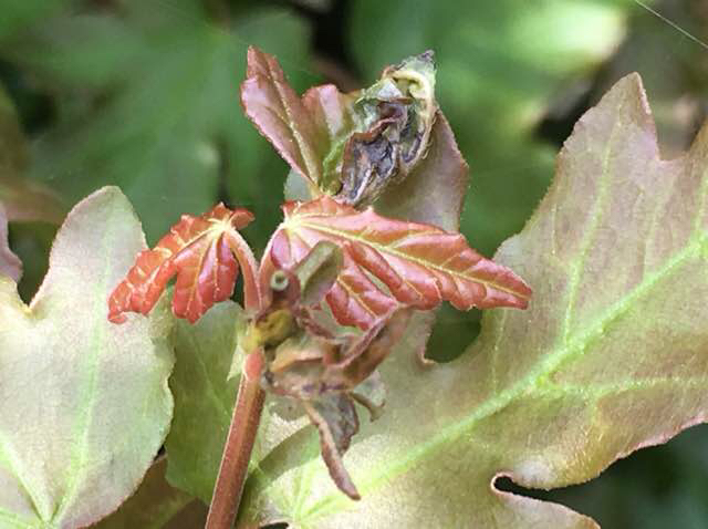 Navrkrusegalmyg (Dasineura rubella)