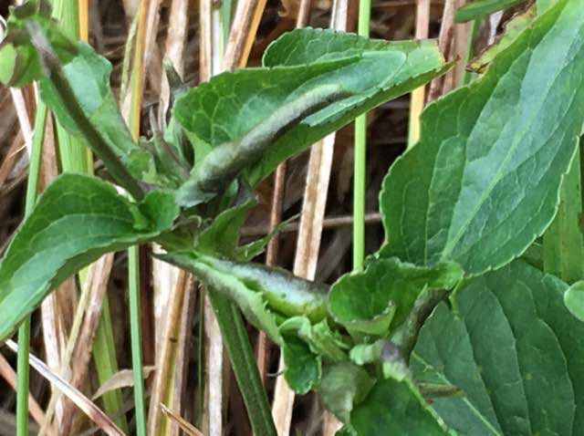 Violgalmyg (Dasineura affinis)