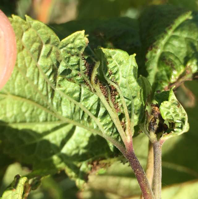 Solbærbladgalmyg (Dasineura tetensi)