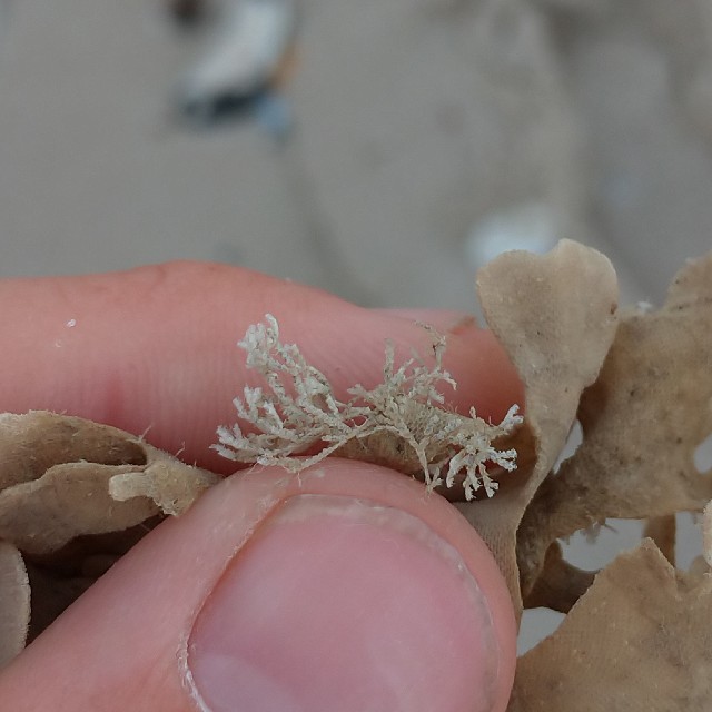 Buskmosdyr (Scrupocellaria scruposa)