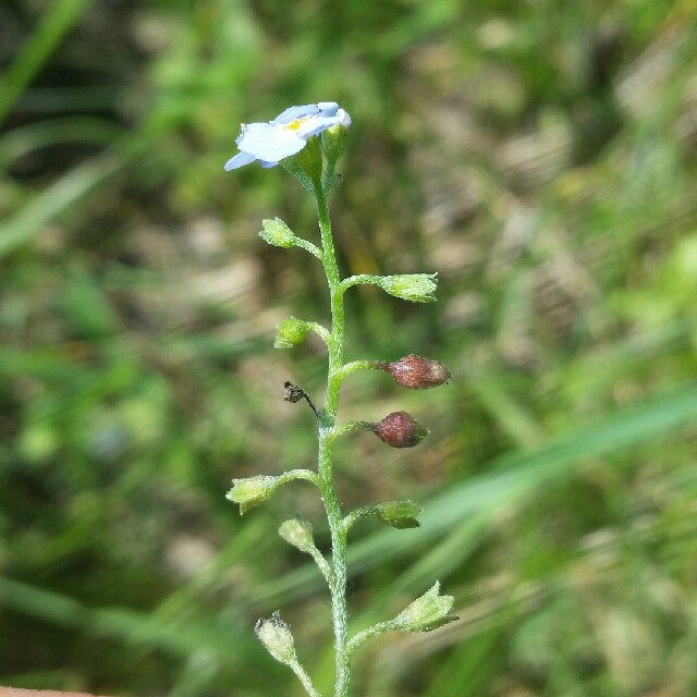 Forglemmigejgalmyg (Dasineura myosotidis)