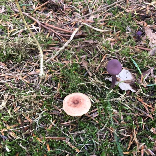 Brunrød Mælkehat (Lactarius badiosanguineus)