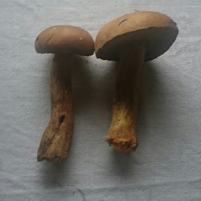 Guldrørhat (Aureoboletus gentilis)