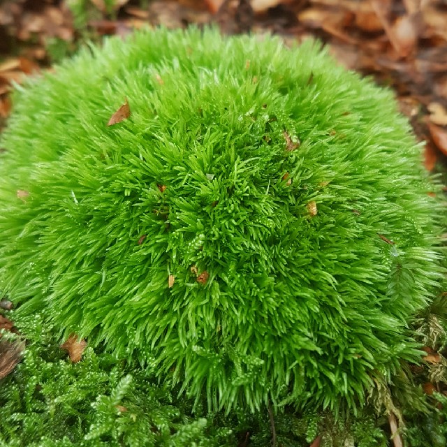 Lille Hvidmos (Leucobryum juniperoideum)