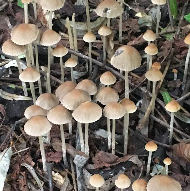 Rødægget Mørkhat (Psathyrella corrugis)