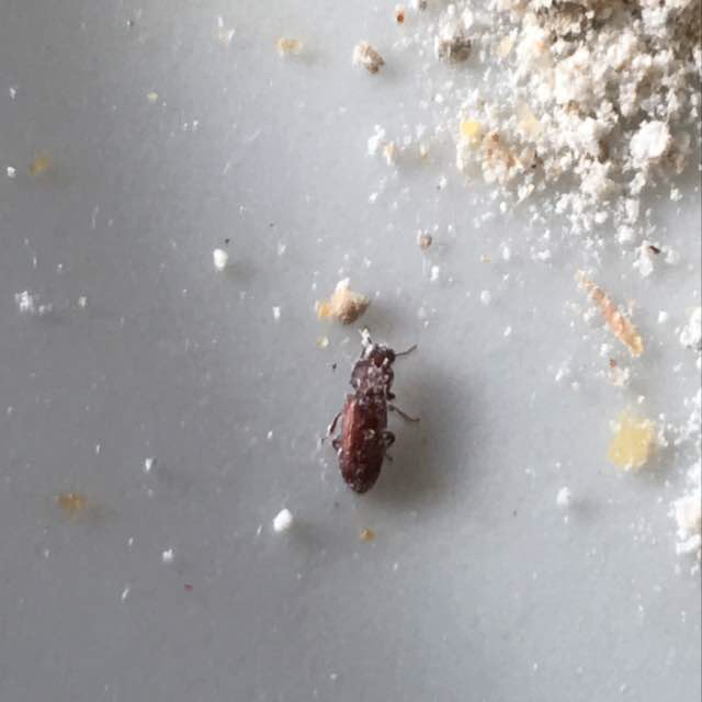 Savtakket Kornbille (Oryzaephilus surinamensis)