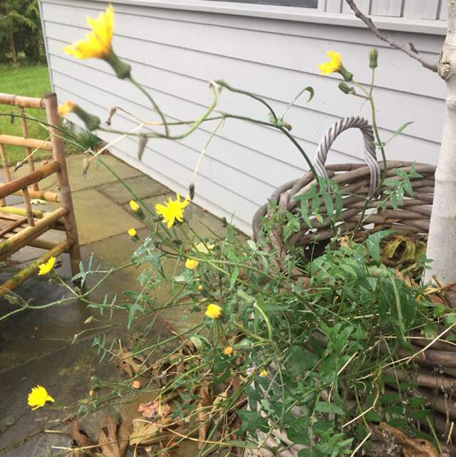 Slank Svinemælk (Sonchus tenerrimus)