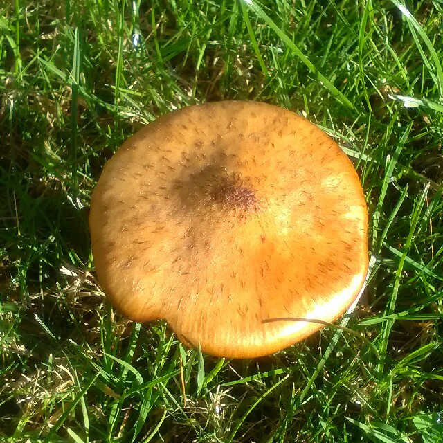 Fibret Fladhat (Rhodocollybia filamentosa)