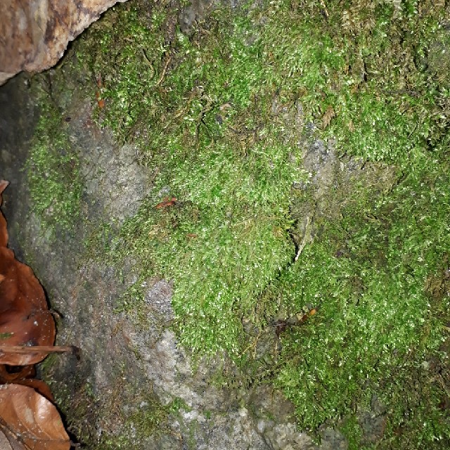 Tandet Trådmos (Taxiphyllum wissgrillii)