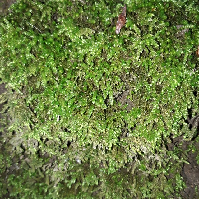 Tæt Penselmos (Cirriphyllum crassinervium)