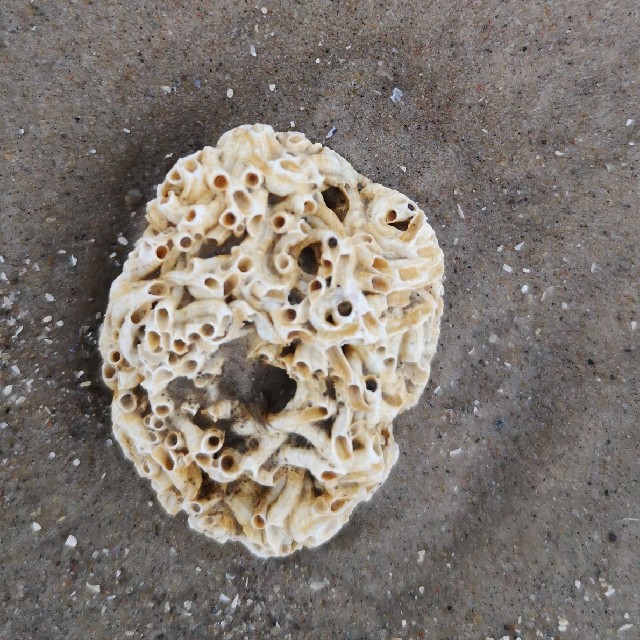 Filigranorm (Filograna implexa)