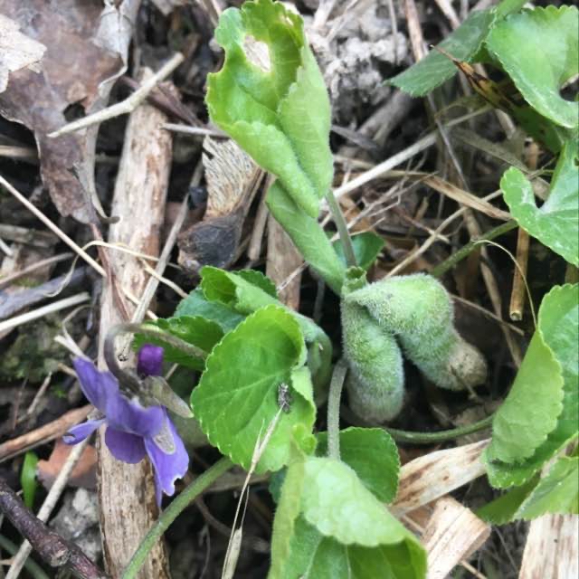 Dasineura violahirtae (Dasineura violahirtae)