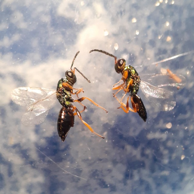 Stenomalina liparae (Stenomalina liparae)