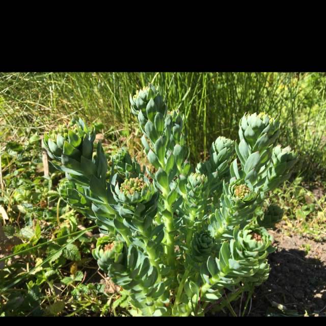 Rosenrod (Rhodiola rosea)