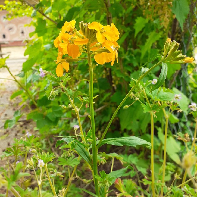 Erysimum odoratum (Erysimum odoratum)