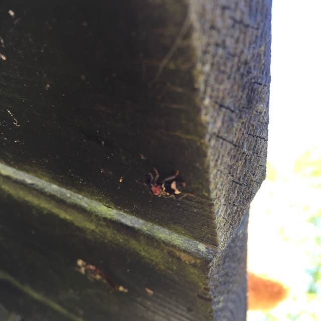 Myrebille ubest. (Cleridae indet.)