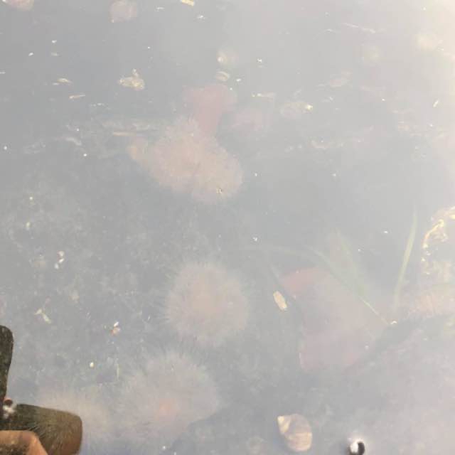 Bredfodet Søanemone (Sagartiogeton undatus)