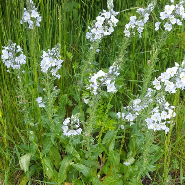 Ensianbladet Ærenpris (Veronica gentianoides)