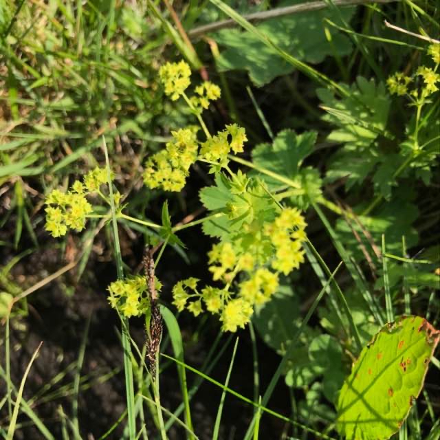 Trådstænglet Løvefod (Alchemilla filicaulis var. filicaulis)