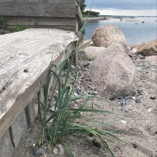 Leymus mollis (Leymus mollis)