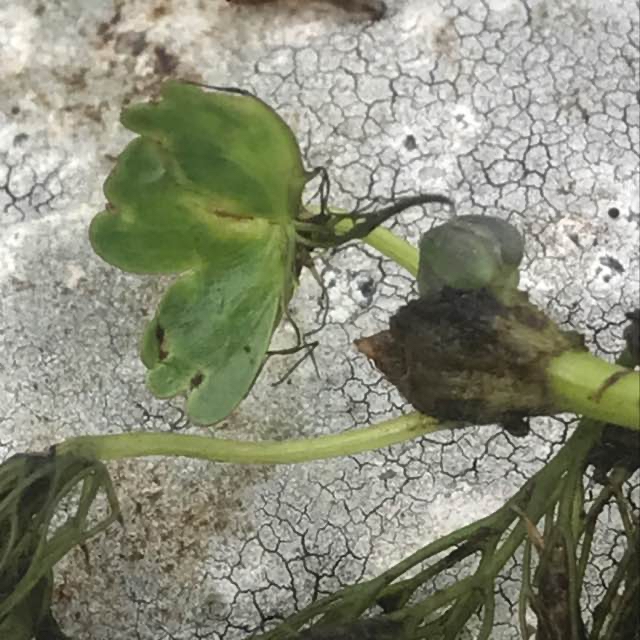 Pensel-Vandranunkel (Ranunculus penicillatus ssp. penicillatus)