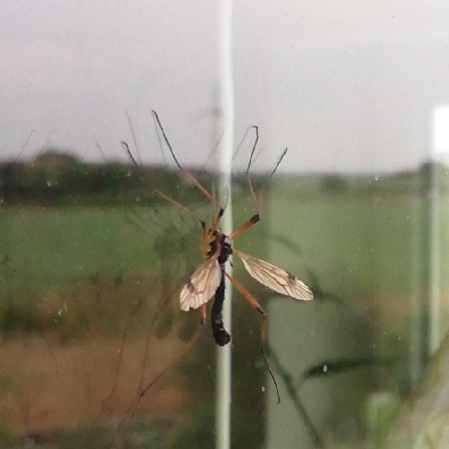 Tanyptera sp. (Tanyptera sp.)