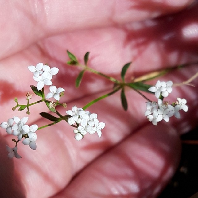 Galium palustre (Galium palustre)