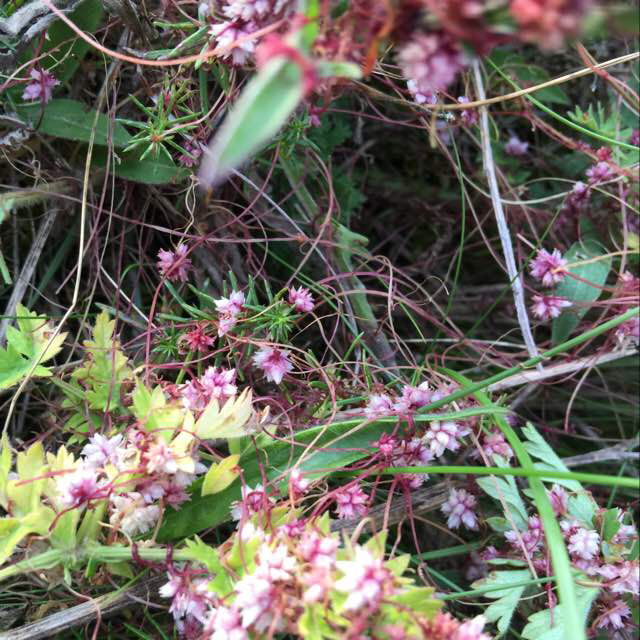 Cuscuta epithymum (Cuscuta epithymum)