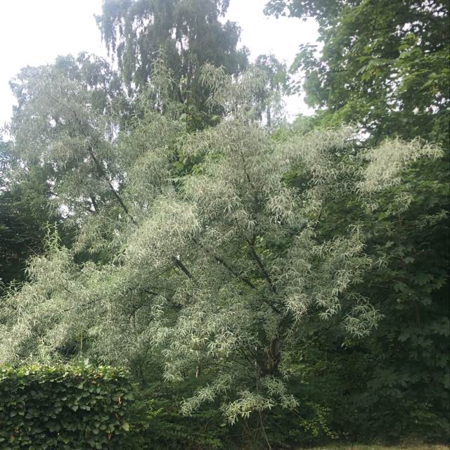 Smalbladet Sølvblad (Elaeagnus angustifolia)