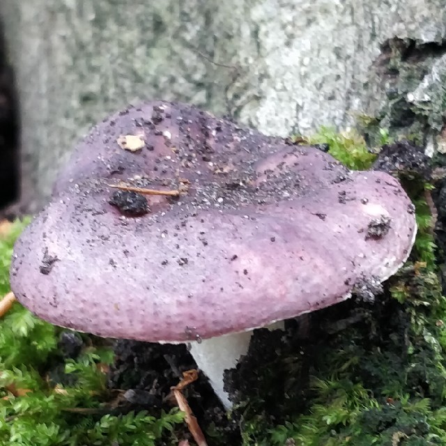Romells Skørhat (Russula romellii)