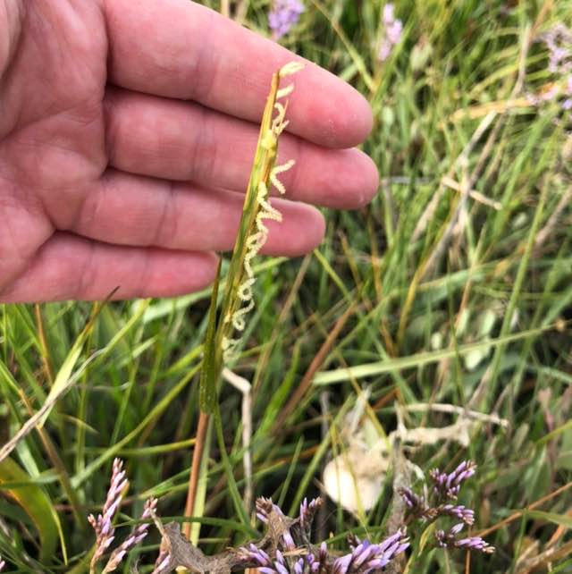 Spartina maritima (Spartina maritima)