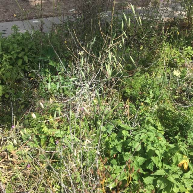 Småblomstret Havre (Avena sterilis ssp. ludoviciana)