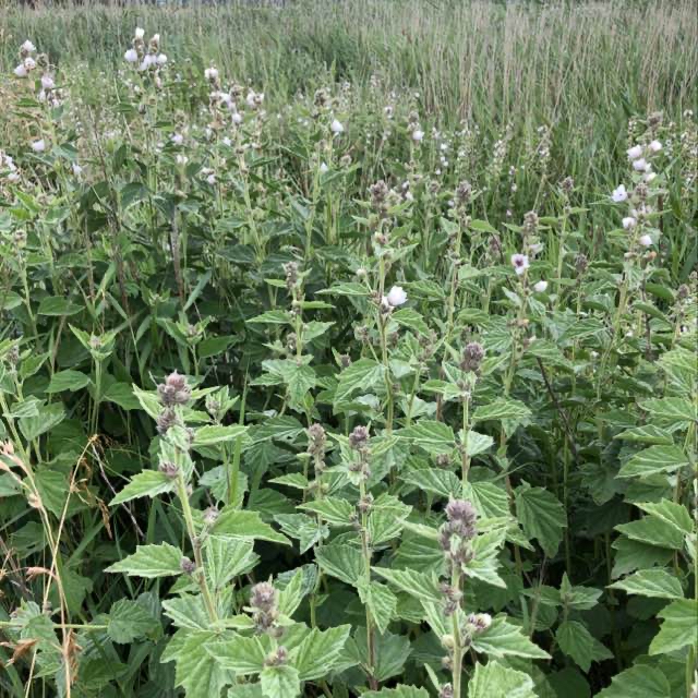 en-rig-l-gestokrose-althaea-hirsuta-naturbasen