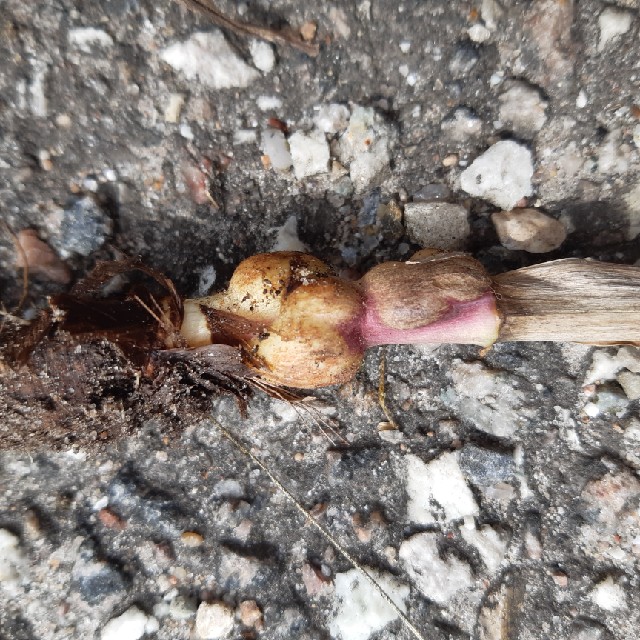 Gedeskæggalhveps (Aulacidea tragopogonis)