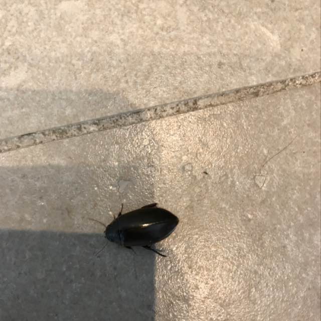 Colymbetes sp. (Colymbetes sp.)