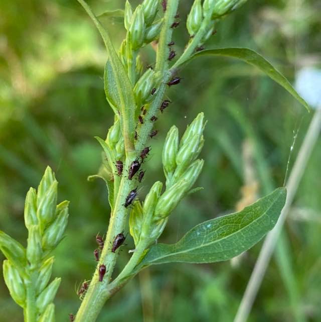 Gyldenrisbladlus (Uroleucon solidaginis)