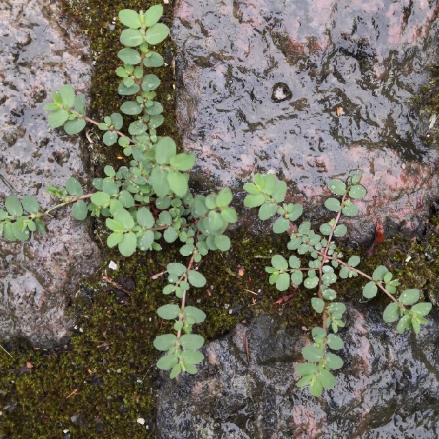 Chamaesyce humifusa (Chamaesyce humifusa)