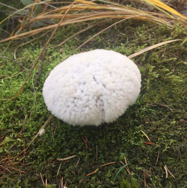 Rod-Støvbold (Lycoperdon decipiens)