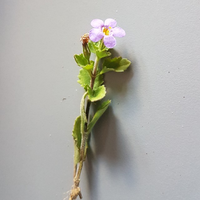 Snestjerne (Sutera cordata)