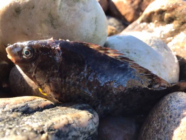 Småmundet Gylte (Centrolabrus exoletus)