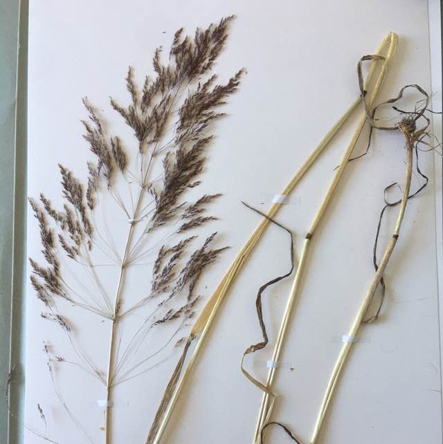 Brun Rørhvene (Calamagrostis purpurea)