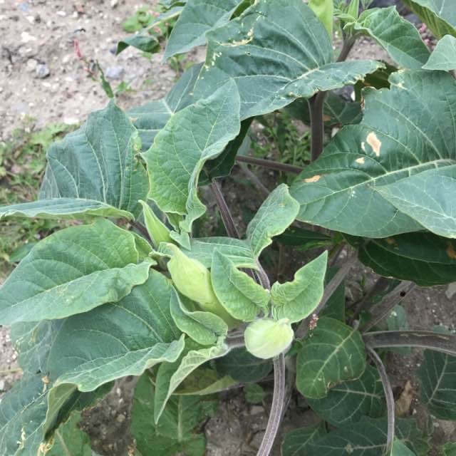 Datura wrightii (Datura wrightii)