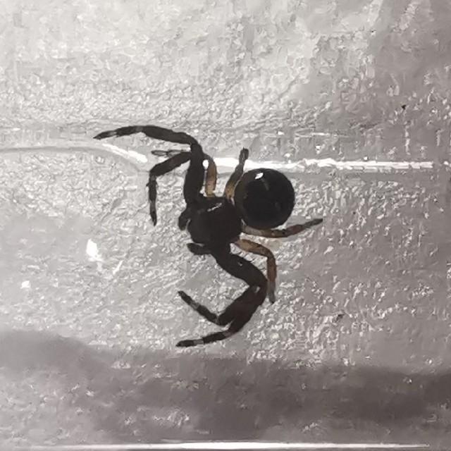 Synema globosum (Synema globosum)